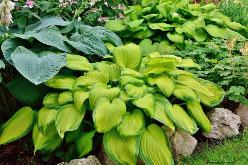 Le 22 migliori piante tappezzanti per un bellissimo giardino primaverile 