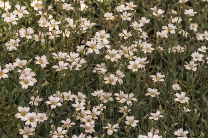 Le 22 migliori piante tappezzanti per un bellissimo giardino primaverile 