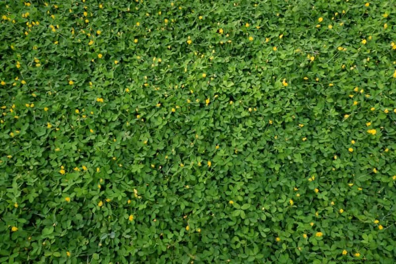 Le 22 migliori piante tappezzanti per un bellissimo giardino primaverile 