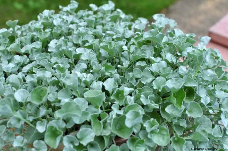Le 22 migliori piante tappezzanti per un bellissimo giardino primaverile 