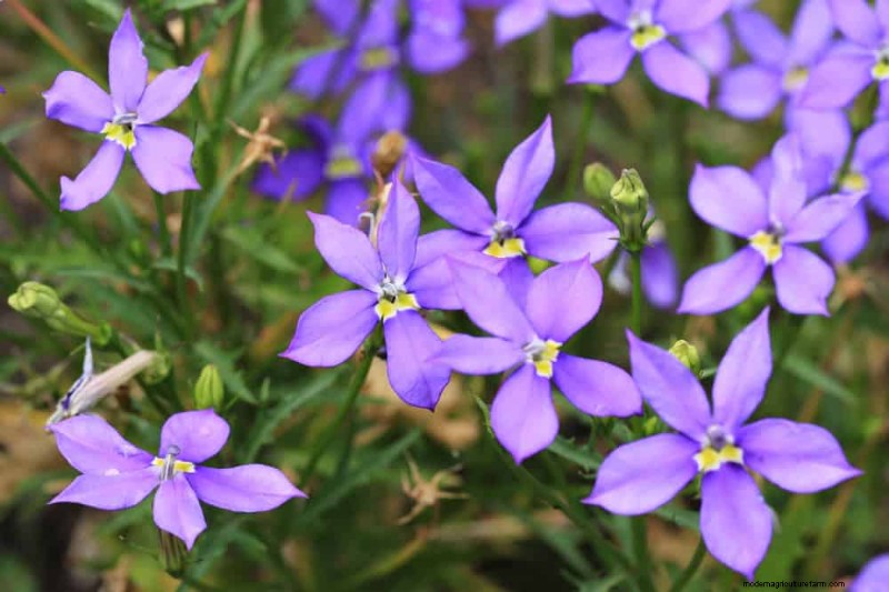 Le 22 migliori piante tappezzanti per un bellissimo giardino primaverile 