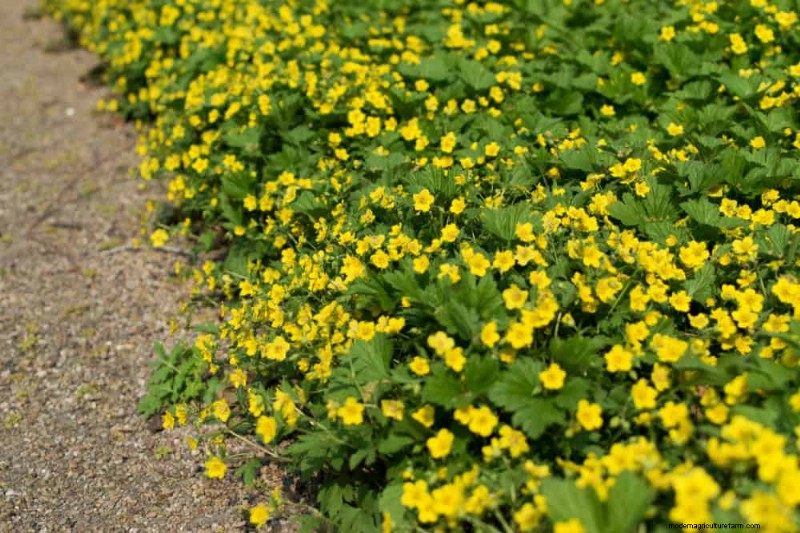 Le 22 migliori piante tappezzanti per un bellissimo giardino primaverile 