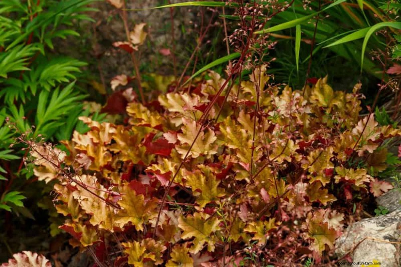 Le 22 migliori piante tappezzanti per un bellissimo giardino primaverile 