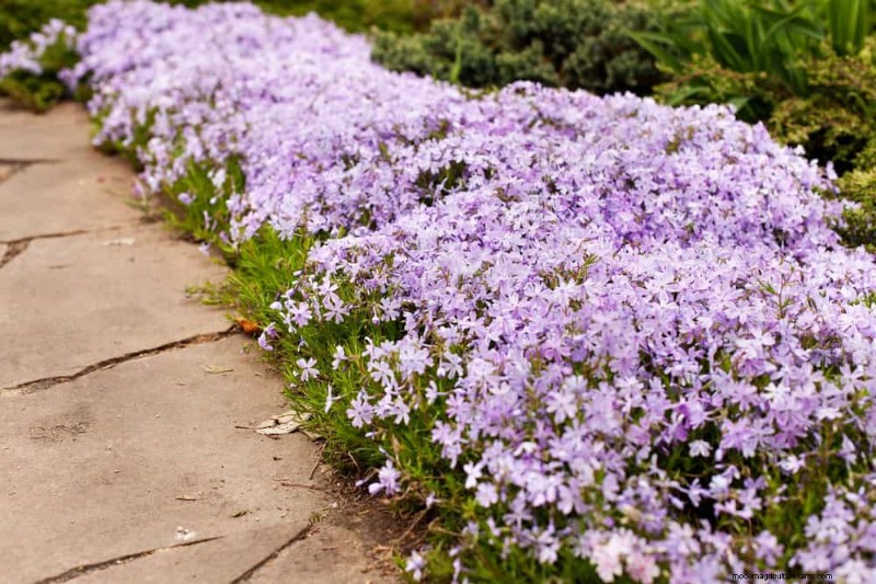 Le 22 migliori piante tappezzanti per un bellissimo giardino primaverile 