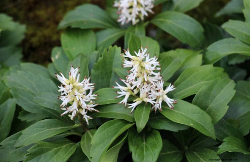Le 22 migliori piante tappezzanti per un bellissimo giardino primaverile 
