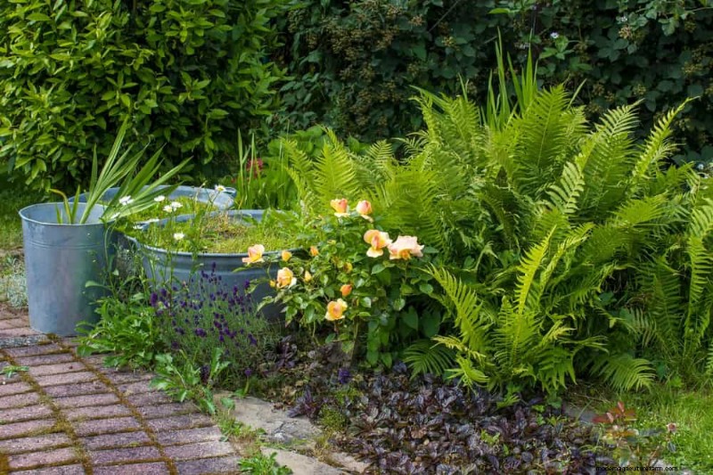 Le 22 migliori piante tappezzanti per un bellissimo giardino primaverile 