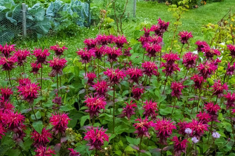 Beste Blütenpflanzen für Zone 7:Ganzjährige Blüte 