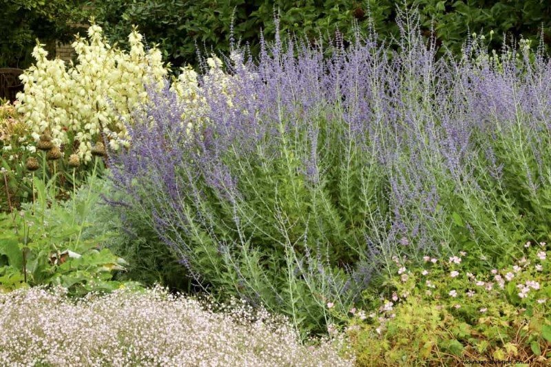 Beste Blütenpflanzen für Zone 7:Ganzjährige Blüte 