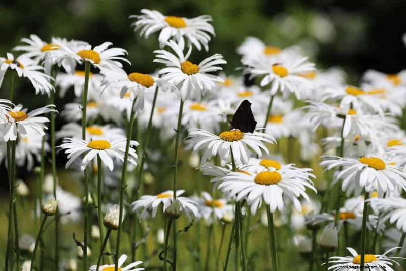 Beste Blütenpflanzen für Zone 7:Ganzjährige Blüte 