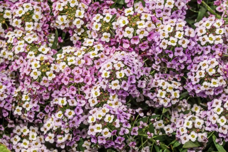 手入れの手間がかからない花:楽なガーデニングのための 30 種類の美しい花 