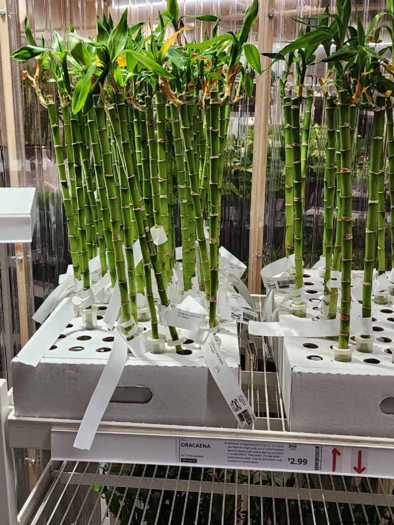 IKEA 植物セクション:すべてのご家庭に手頃な価格の観葉植物 