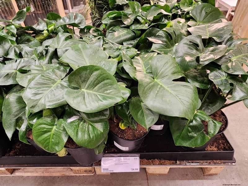 IKEA 植物セクション:すべてのご家庭に手頃な価格の観葉植物 