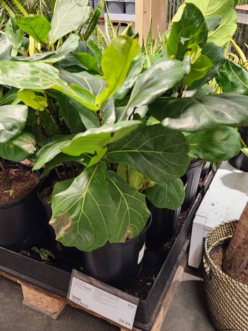 IKEA 植物セクション:すべてのご家庭に手頃な価格の観葉植物 