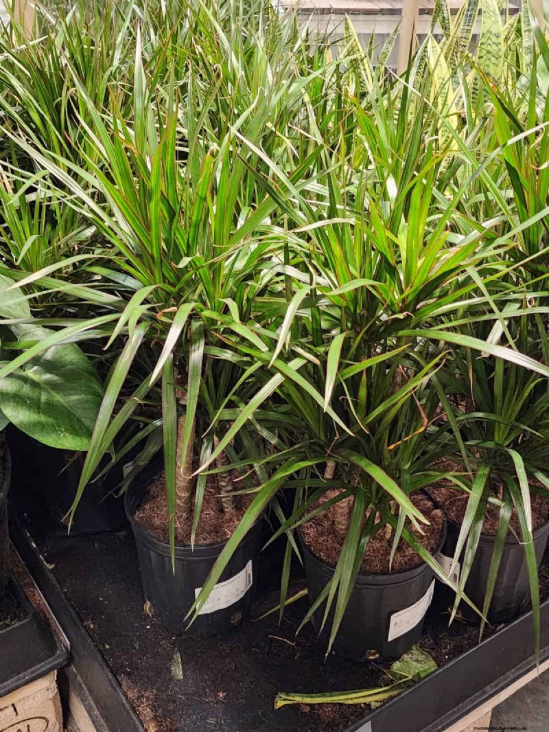 IKEA 植物セクション:すべてのご家庭に手頃な価格の観葉植物 