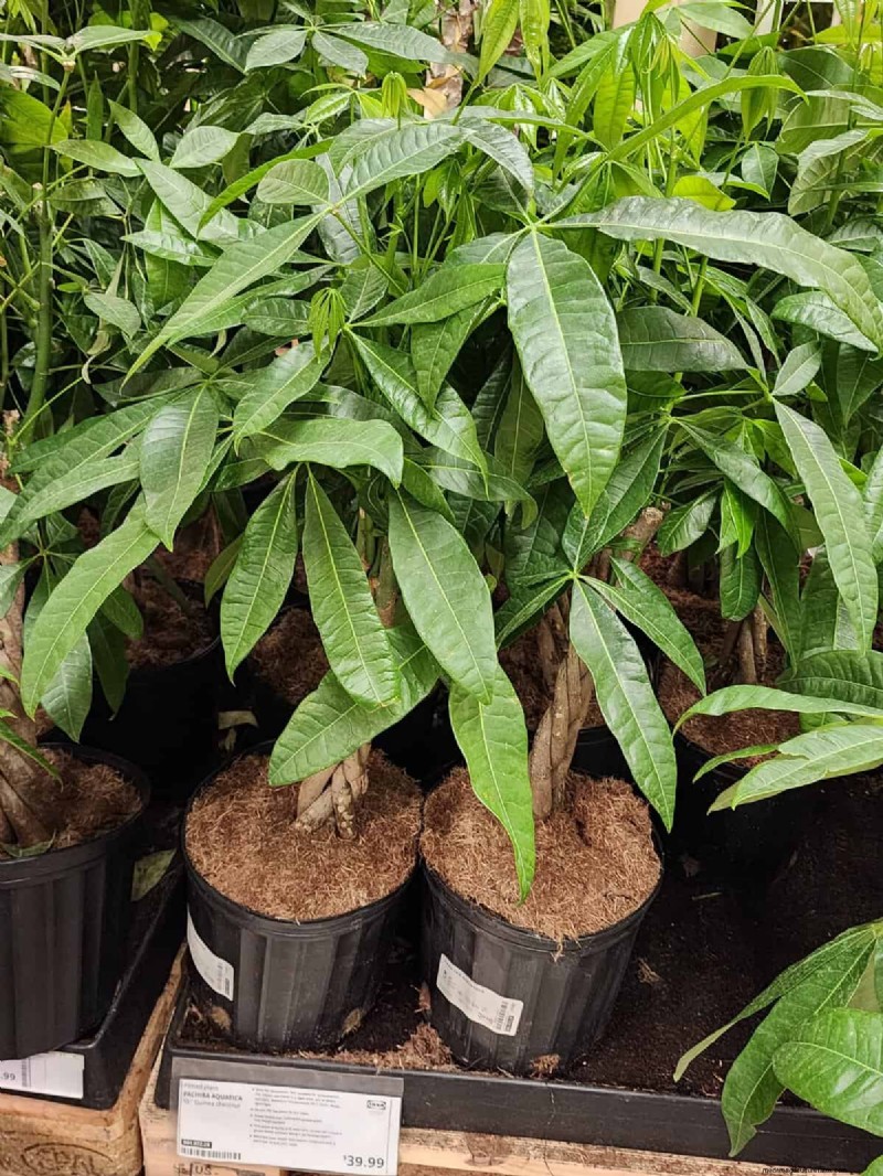 IKEA 植物セクション:すべてのご家庭に手頃な価格の観葉植物 