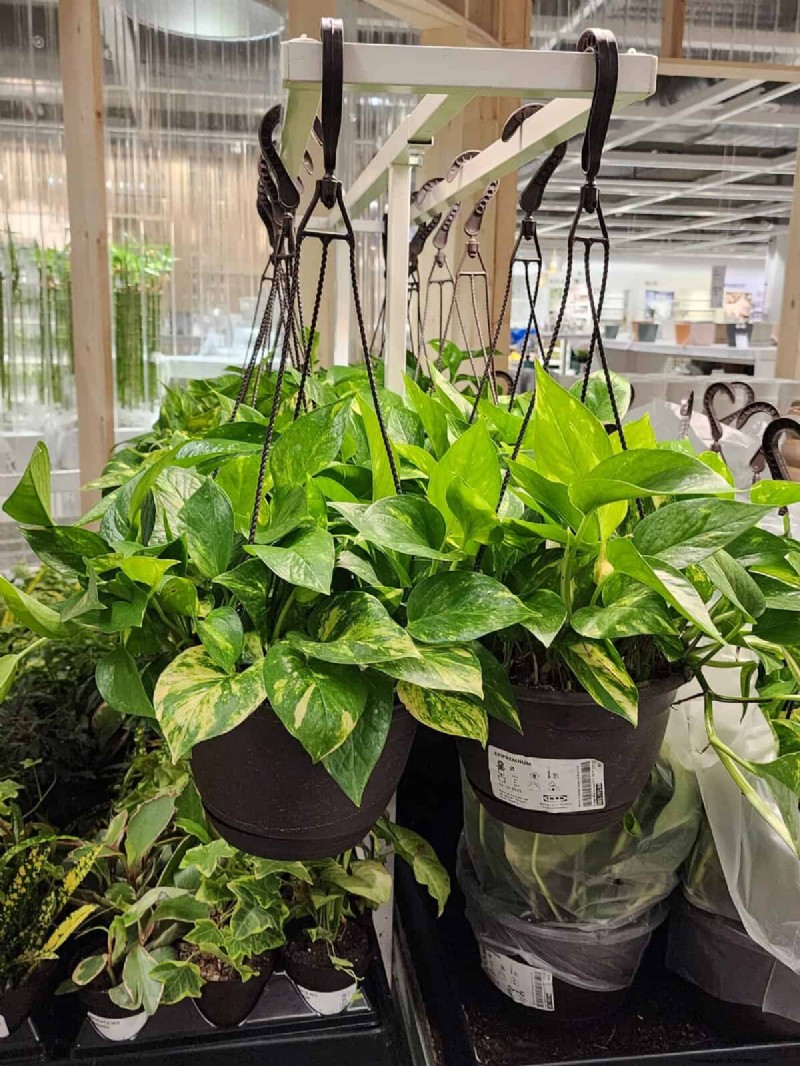 IKEA 植物セクション:すべてのご家庭に手頃な価格の観葉植物 
