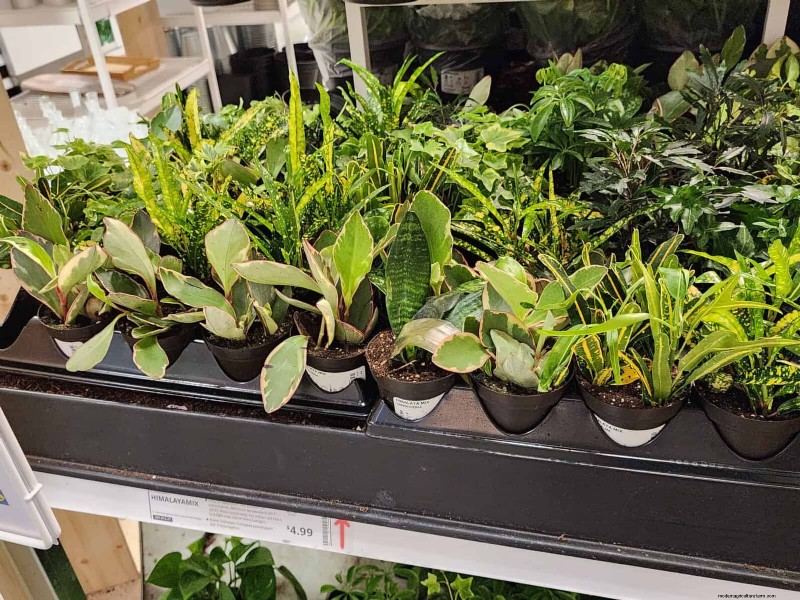 IKEA 植物セクション:すべてのご家庭に手頃な価格の観葉植物 