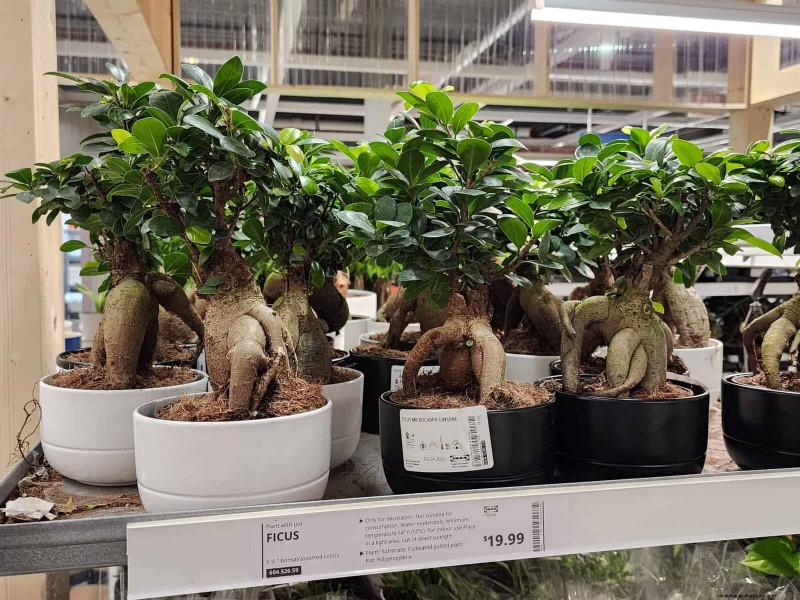 IKEA 植物セクション:すべてのご家庭に手頃な価格の観葉植物 