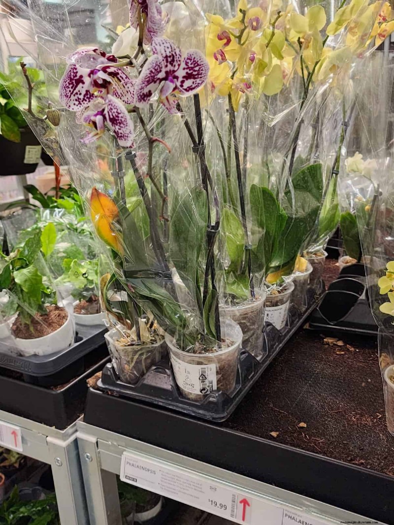 IKEA 植物セクション:すべてのご家庭に手頃な価格の観葉植物 