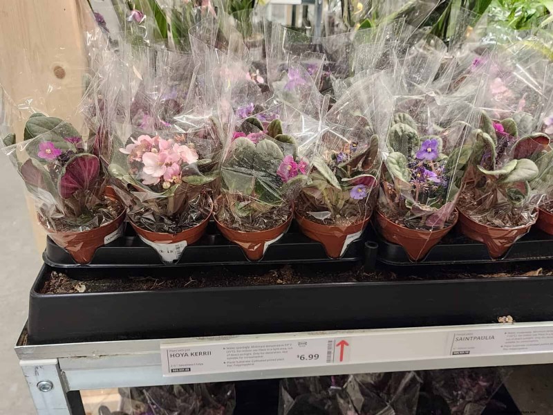IKEA 植物セクション:すべてのご家庭に手頃な価格の観葉植物 