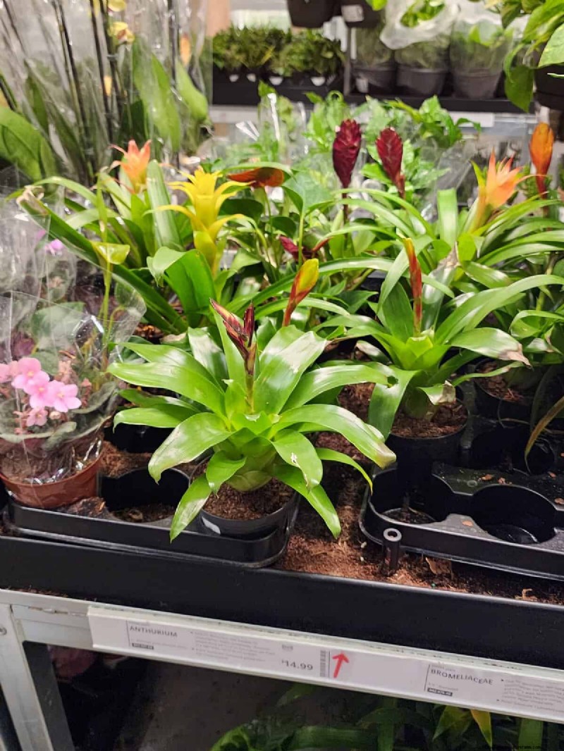 IKEA 植物セクション:すべてのご家庭に手頃な価格の観葉植物 