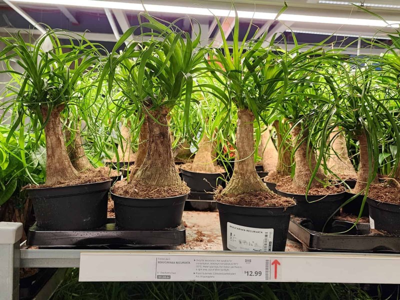 IKEA 植物セクション:すべてのご家庭に手頃な価格の観葉植物 