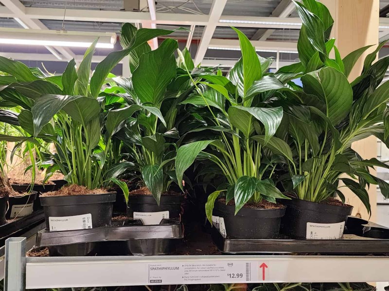 IKEA 植物セクション:すべてのご家庭に手頃な価格の観葉植物 