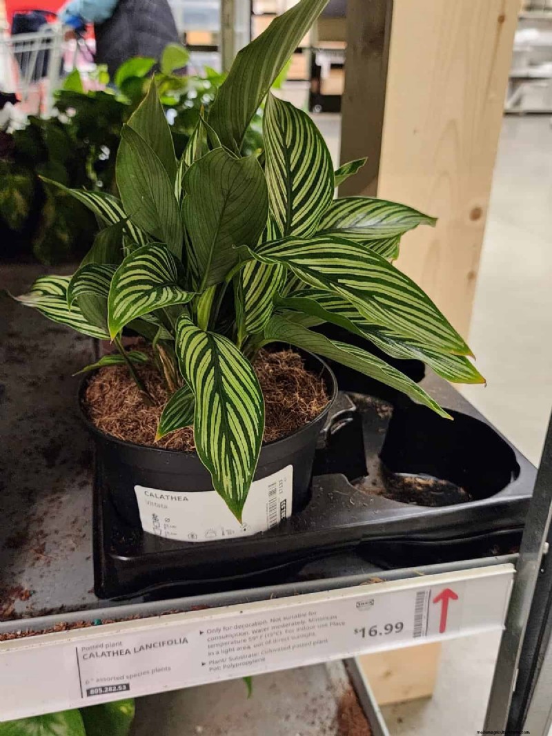 IKEA 植物セクション:すべてのご家庭に手頃な価格の観葉植物 