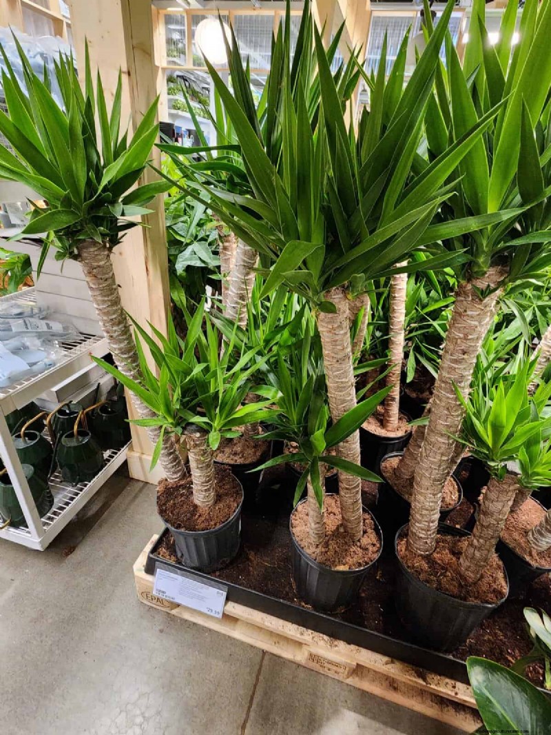 IKEA 植物セクション:すべてのご家庭に手頃な価格の観葉植物 