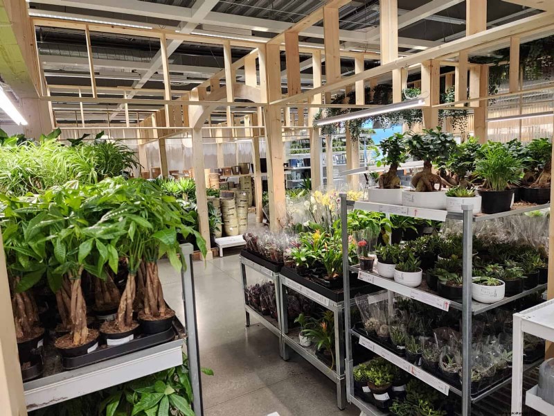 IKEA 植物セクション:すべてのご家庭に手頃な価格の観葉植物 