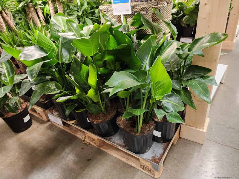 IKEA 植物セクション:すべてのご家庭に手頃な価格の観葉植物 