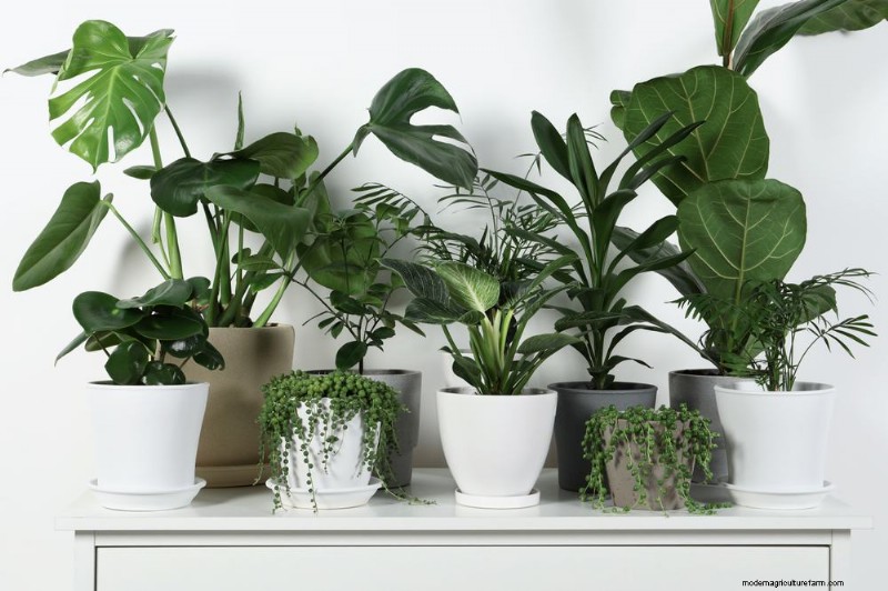 家の装飾を高める20の美しい観葉植物 