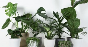20 prachtige kamerplanten om uw interieur naar een hoger niveau te tillen 