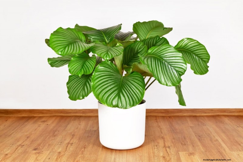 家の装飾を高める20の美しい観葉植物 