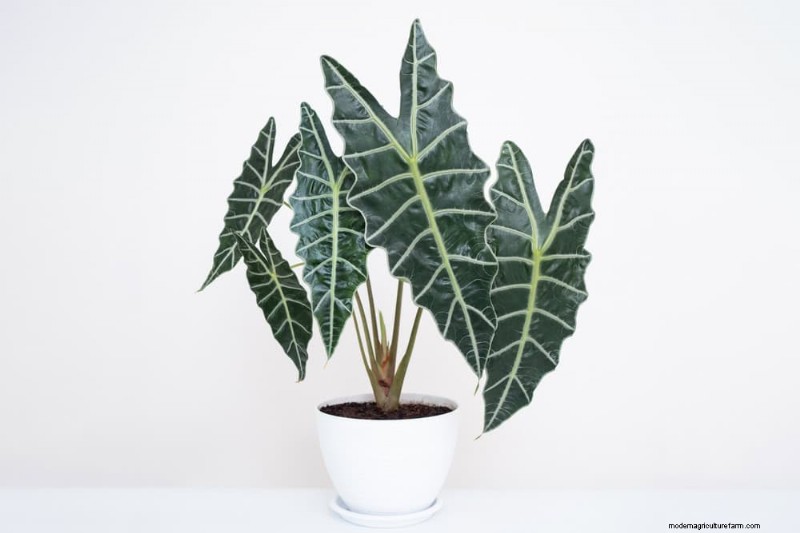 家の装飾を高める20の美しい観葉植物 