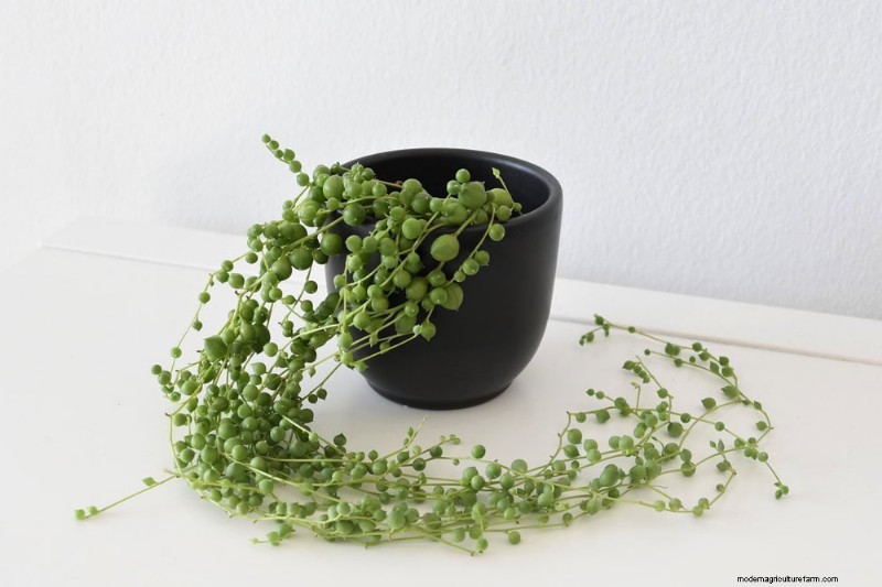 家の装飾を高める20の美しい観葉植物 
