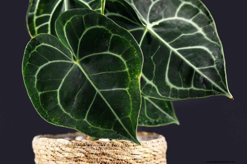家の装飾を高める20の美しい観葉植物 
