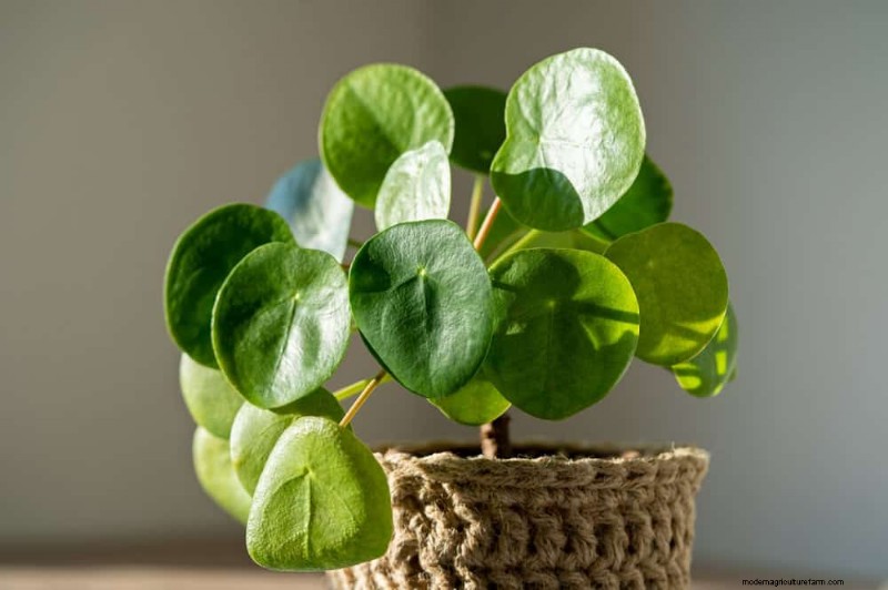 家の装飾を高める20の美しい観葉植物 
