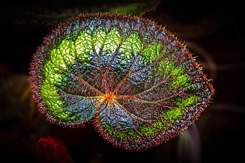 家の装飾を高める20の美しい観葉植物 