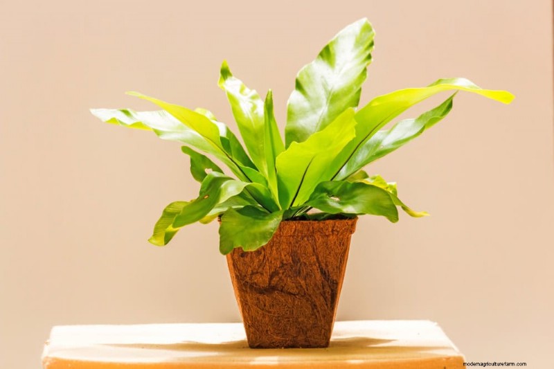 家の装飾を高める20の美しい観葉植物 