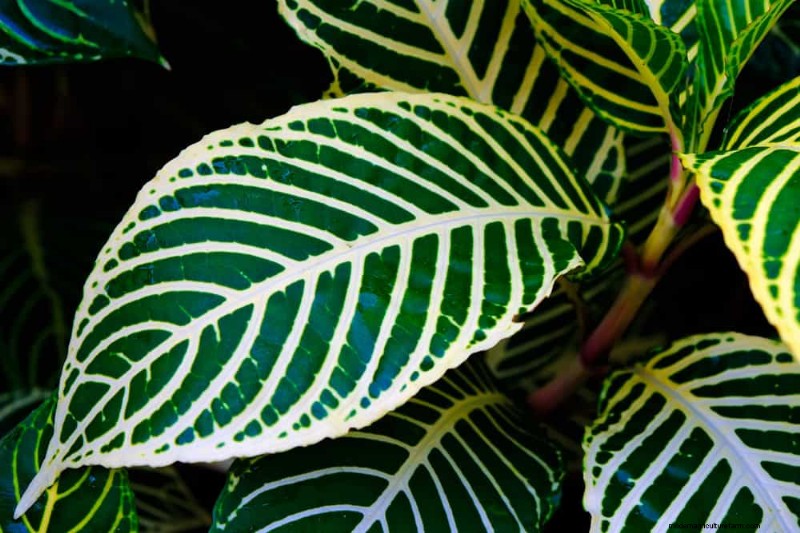 家の装飾を高める20の美しい観葉植物 