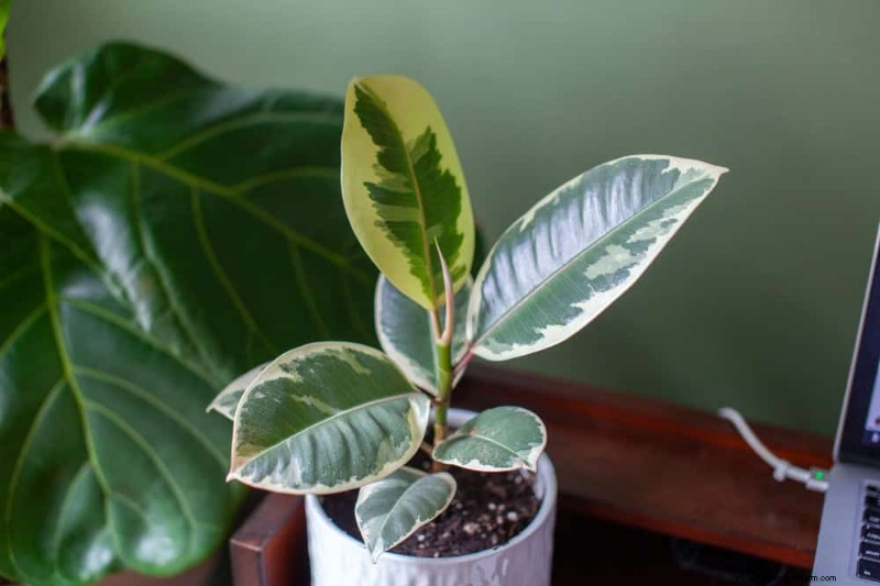 家の装飾を高める20の美しい観葉植物 