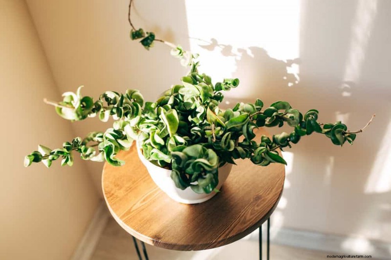家の装飾を高める20の美しい観葉植物 