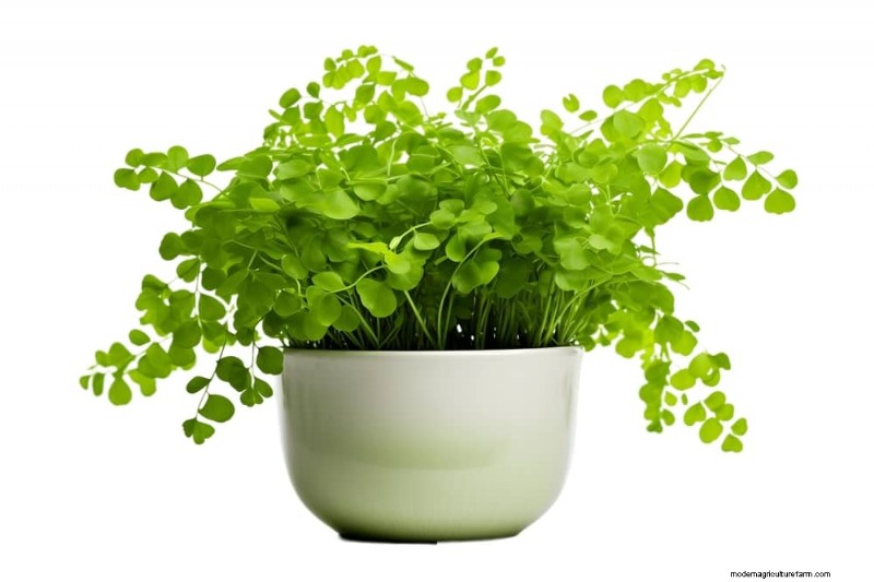 家の装飾を高める20の美しい観葉植物 