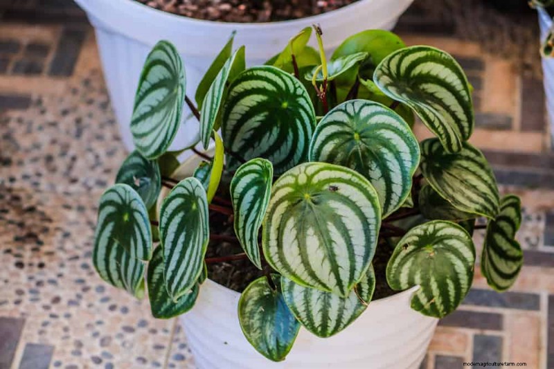 家の装飾を高める20の美しい観葉植物 