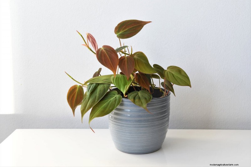 家の装飾を高める20の美しい観葉植物 