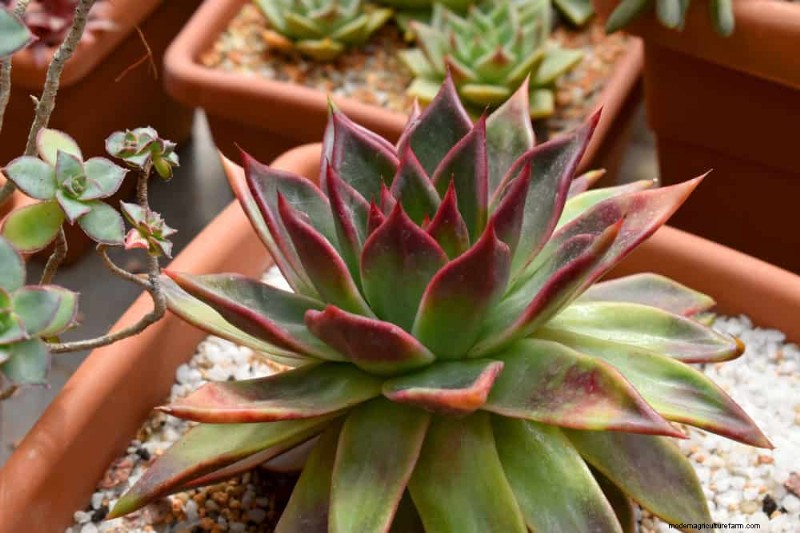 家の装飾を高める20の美しい観葉植物 