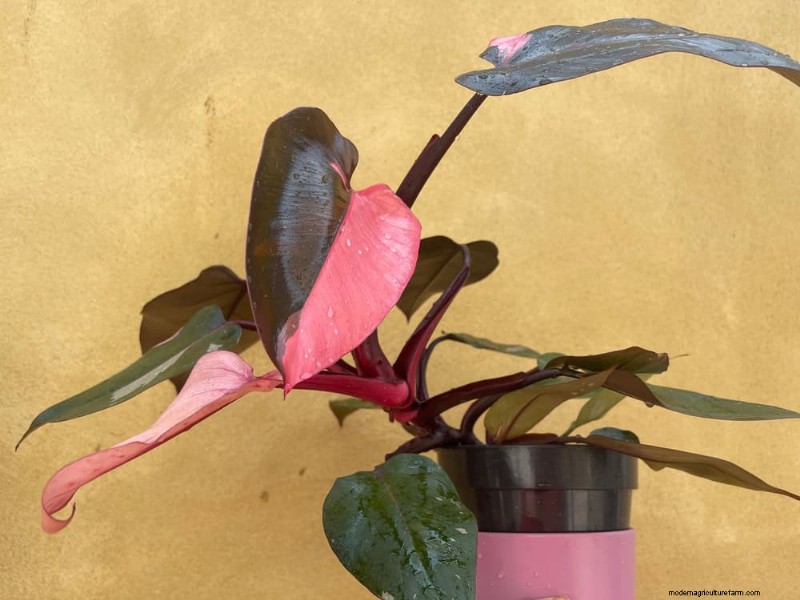 家の装飾を高める20の美しい観葉植物 