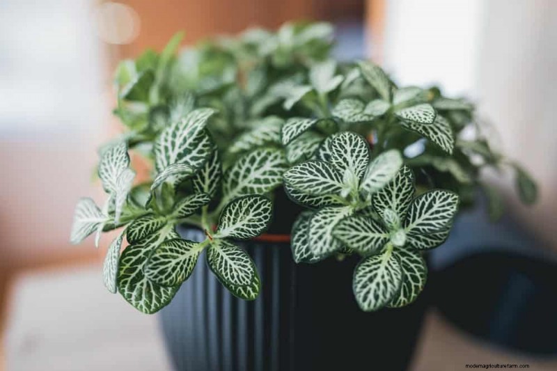 家の装飾を高める20の美しい観葉植物 