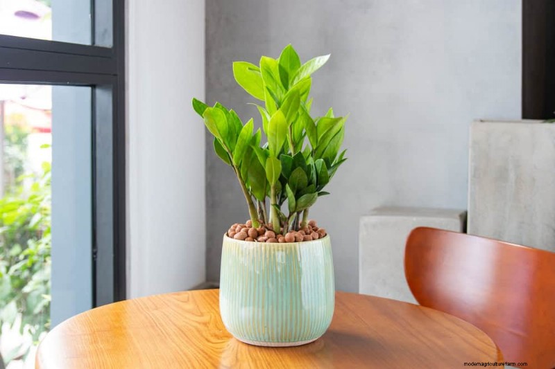 家の装飾を高める20の美しい観葉植物 